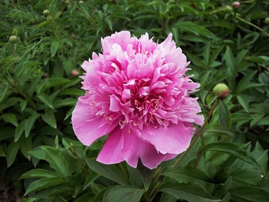 樱花撒金